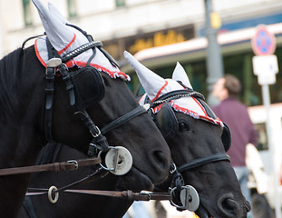 Image showing A pair of black horses 2