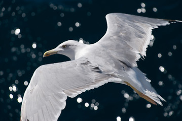 Image showing A seagull