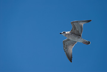 Image showing A seagull in the sky