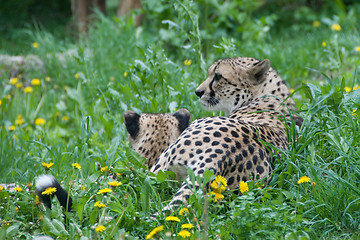 Image showing A pair of cheetahs