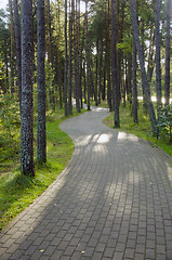 Image showing Devious paved path tiles in pine forest.