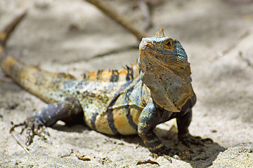 Image showing Black spiny-tailed Iguana