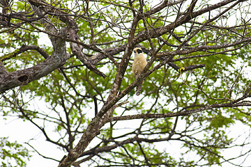 Image showing A laughing falcon