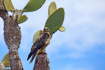 Image showing Galapagos Hawk on Santa Fe