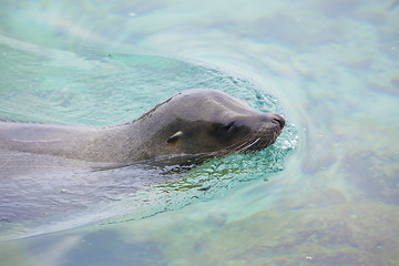 Image showing Sea lion swimming