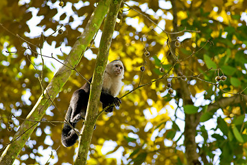 Image showing White faced Capuchin