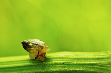 Image showing Snail