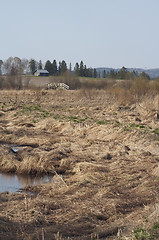 Image showing Spring landscape