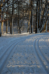 Image showing Skiing