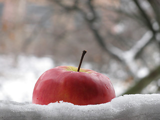 Image showing apple in a snow 