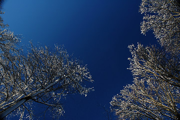 Image showing Frozen trees