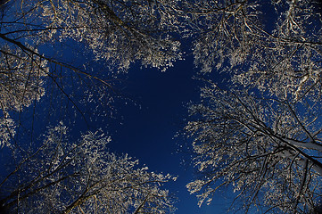 Image showing Frozen trees