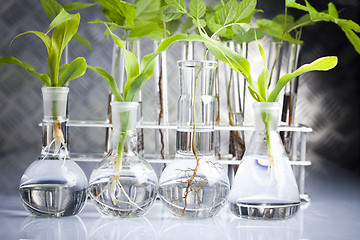 Image showing Ecology laboratory experiment in plants