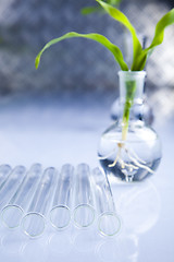 Image showing Ecology laboratory experiment in plants