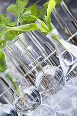 Image showing Plant laboratory