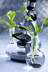 Image showing Experimenting with flora in laboratory 