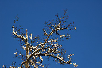 Image showing Frozen tree