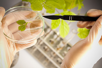 Image showing Experimenting with flora in laboratory 