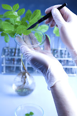 Image showing Experimenting with flora in laboratory 