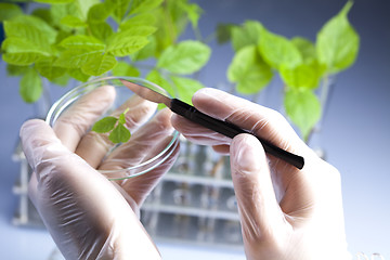 Image showing Floral science in  laboratory 