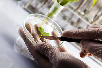 Image showing Floral science in  laboratory 