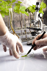 Image showing Plant laboratory