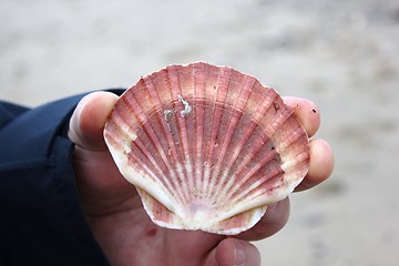 Image showing man holding sea shell