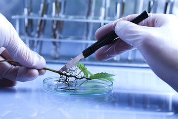 Image showing Floral science in  laboratory 