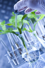 Image showing Plants in test tubes in  laboratory 