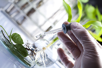 Image showing Floral science in  laboratory 