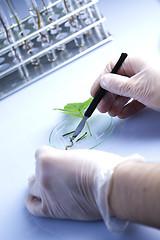 Image showing Experimenting with flora in laboratory 