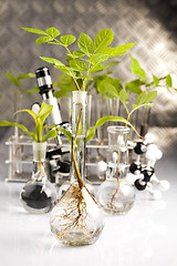 Image showing Floral science in  laboratory 