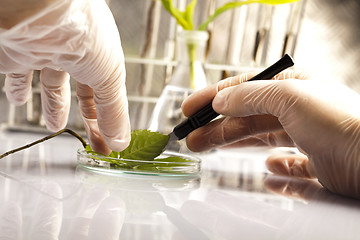 Image showing Plants in test tubes in  laboratory 