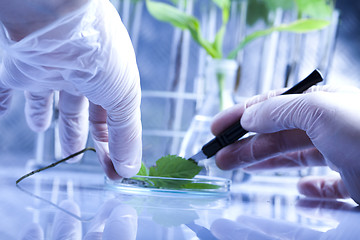 Image showing Experimenting with flora in laboratory 