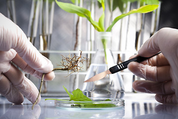 Image showing Floral science in  laboratory 