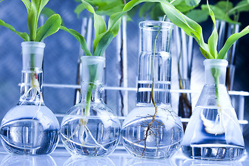 Image showing Experimenting with flora in laboratory 