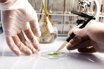 Image showing Experimenting with flora in laboratory 