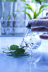 Image showing Floral science in  laboratory 