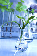 Image showing Plant laboratory