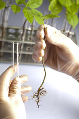 Image showing Plants and laboratory 