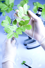 Image showing Plants and laboratory 