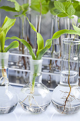 Image showing Plant laboratory