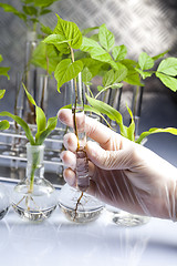 Image showing Working in a laboratory and plants 