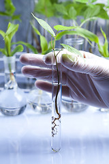 Image showing Working in a laboratory and plants 