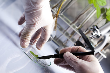 Image showing Working in a laboratory and plants 