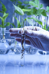 Image showing Working in a laboratory and plants 