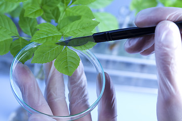 Image showing Plant laboratory