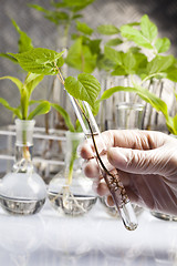 Image showing Working in a laboratory and plants 