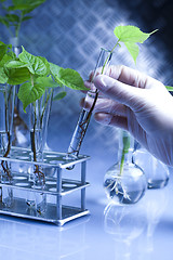 Image showing Working in a laboratory and plants 