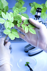 Image showing Working in a laboratory and plants 